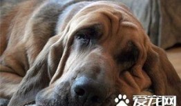 寻血猎犬爆料视频大全,视频大全中的惊险追踪瞬间